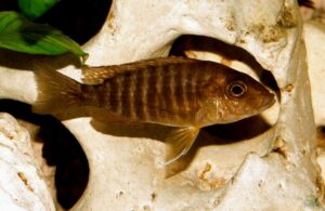Aulonocara Red Rubin
