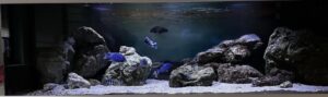 Malawisee-Aquarium mit 792-Liter