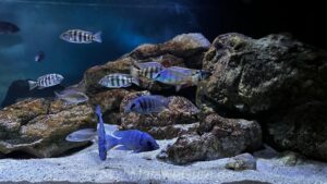 Malawisee-Aquarium mit 792-Liter