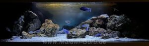 Malawisee-Aquarium mit 792-Liter