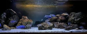Malawisee-Aquarium mit 792-Liter