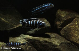Chindongo demasoni & Pseudotropheus cyaneorhabdos Das Buntbarsch Verzeichnis 1