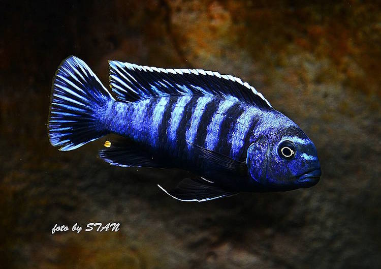 Chindongo saulosi 'Taiwan Reef' - gehört zu den Mbuna Arten Chindongo saulosi 'Taiwan Reef'