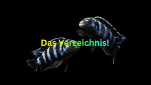 Das Buntbarsch Verzeichnis ist das Größte seiner Art im Web! Das Buntbarsch Verzeichnis 1