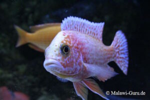 Der Aulonocara Fire Fish Hybride Der Aulonocara Fire Fish Hybride