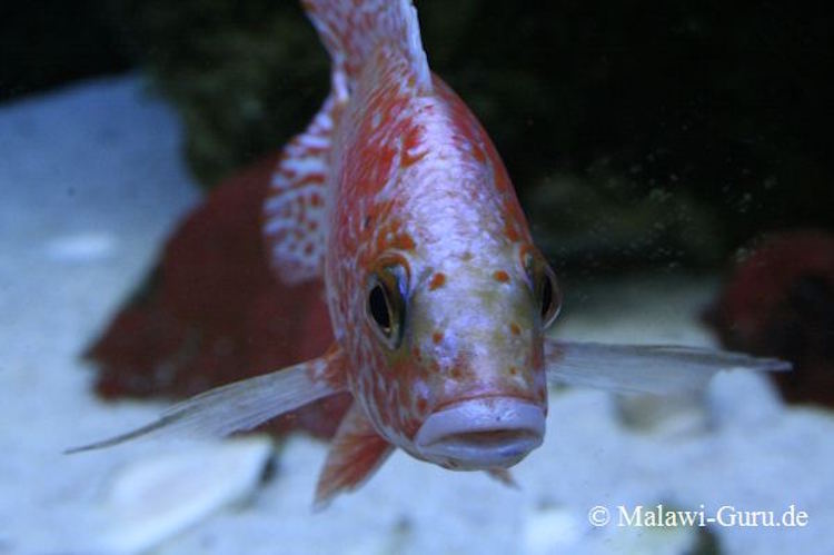 Der Aulonocara Fire Fish Hybride Der Aulonocara Fire Fish Hybride