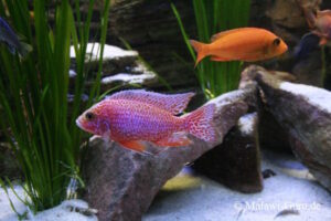 Der Aulonocara Fire Fish Hybride Der Aulonocara Fire Fish Hybride