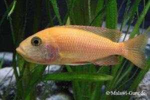 Der Aulonocara Fire Fish Hybride Der Aulonocara Fire Fish Hybride