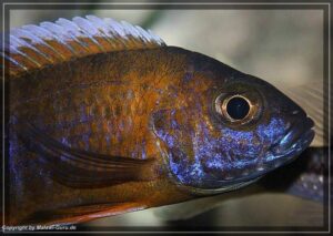 Die Schuppen der Fische