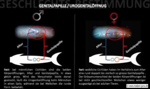 Biologie Tafel für Buntbarsche