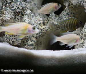 Hybridenbildung bei Buntbarschen