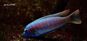 Labeotropheus simoneae