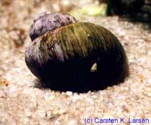 Lanistes nyassanus