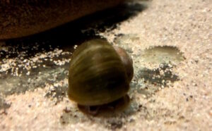 Die Schneck im Aquarium