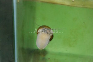 Die Schneck im Aquarium