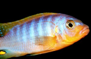 Metriaclima aurora