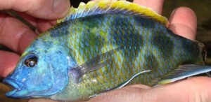 Nimbochromis venustus
