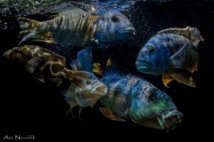 Mbuna und Nonmbuna im Becken