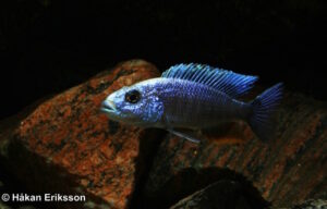 Sciaenochromis fryeri