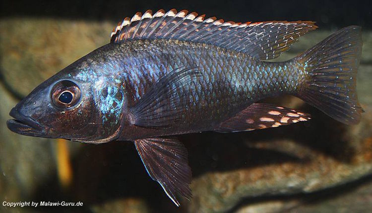 Stigmatochromis melanchros / Männchen Der Räuber - Stigmatochromis melanchros