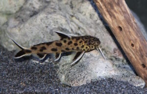 Synodontis lucipinnis