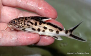 Synodontis multipunctatus