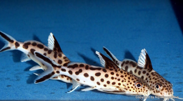 Synodontis multipunctatus aus dem Tanganjikasee! Synodontis multipunctatus