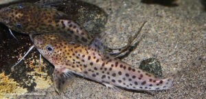 Synodontis Welse