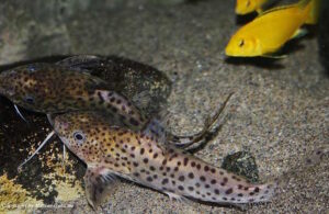Der Räuber - Synodontis njassae