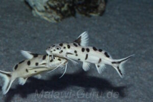 Synodontis sp. 'polli white'