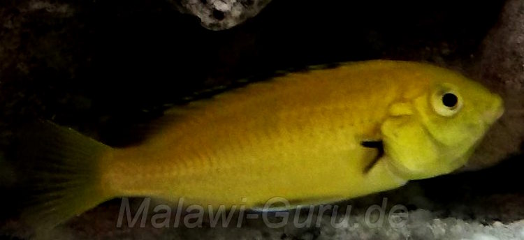 Ein Labidochromis caeruleus 'yellow' - Weibchen, bei dem ein Wels so groß ist, dass dieser aus den Kiemen heraushängt. Kuckuckswelse und Malawisee-Buntbarsche